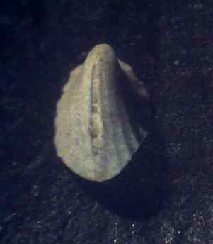 emarginula Sp.